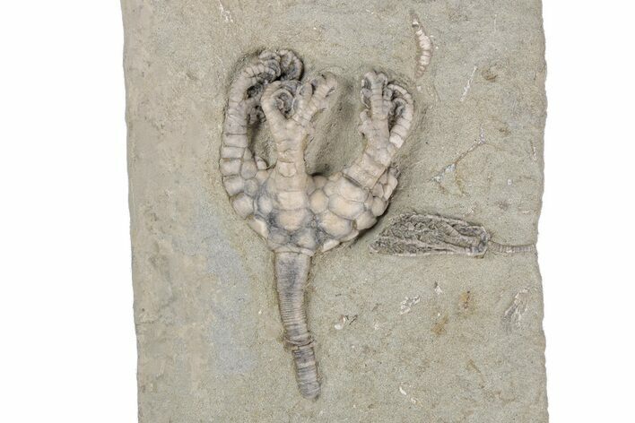 Fossil Crinoid Plate (Two Species) with Starfish - Indiana #215819